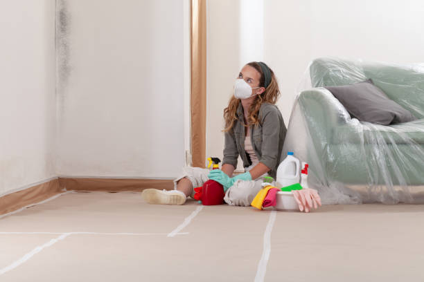 Reliable Mold Cleanup contractor in Berthoud, CO by Cheap Mold Removal