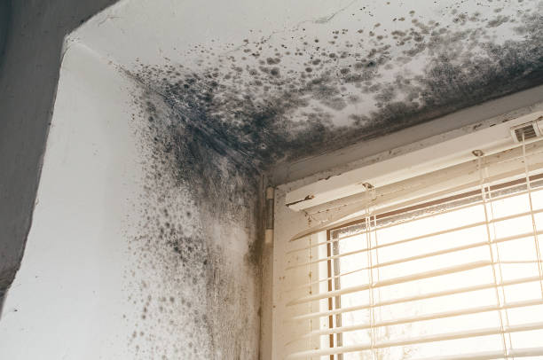 Affordable Mold Cleanup solutions in Berthoud, CO
